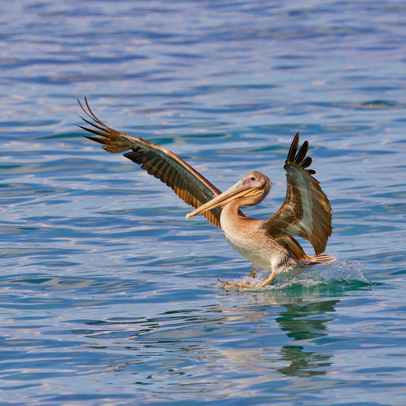 california brown pelican