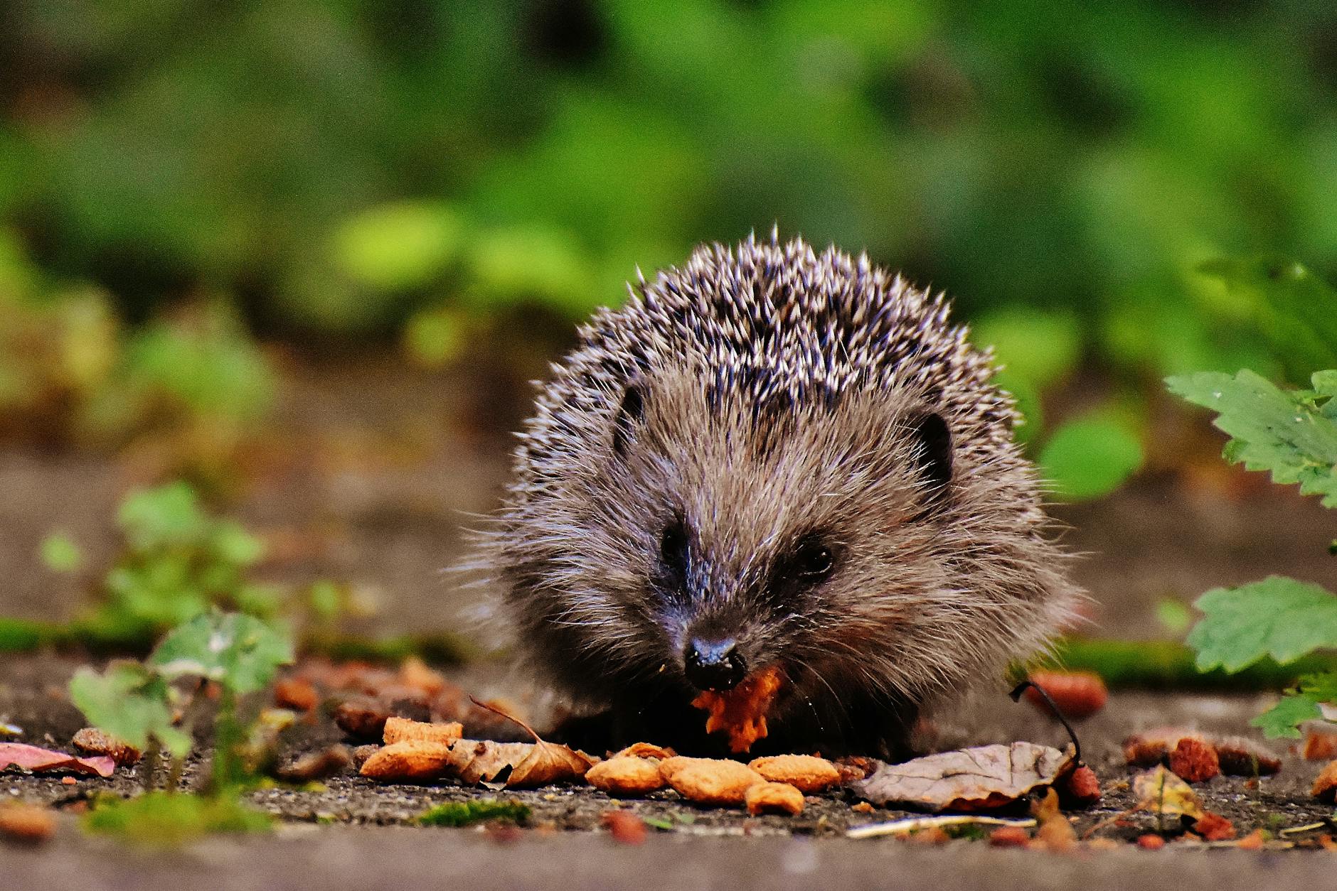 selective focus photography of porcupine eating food