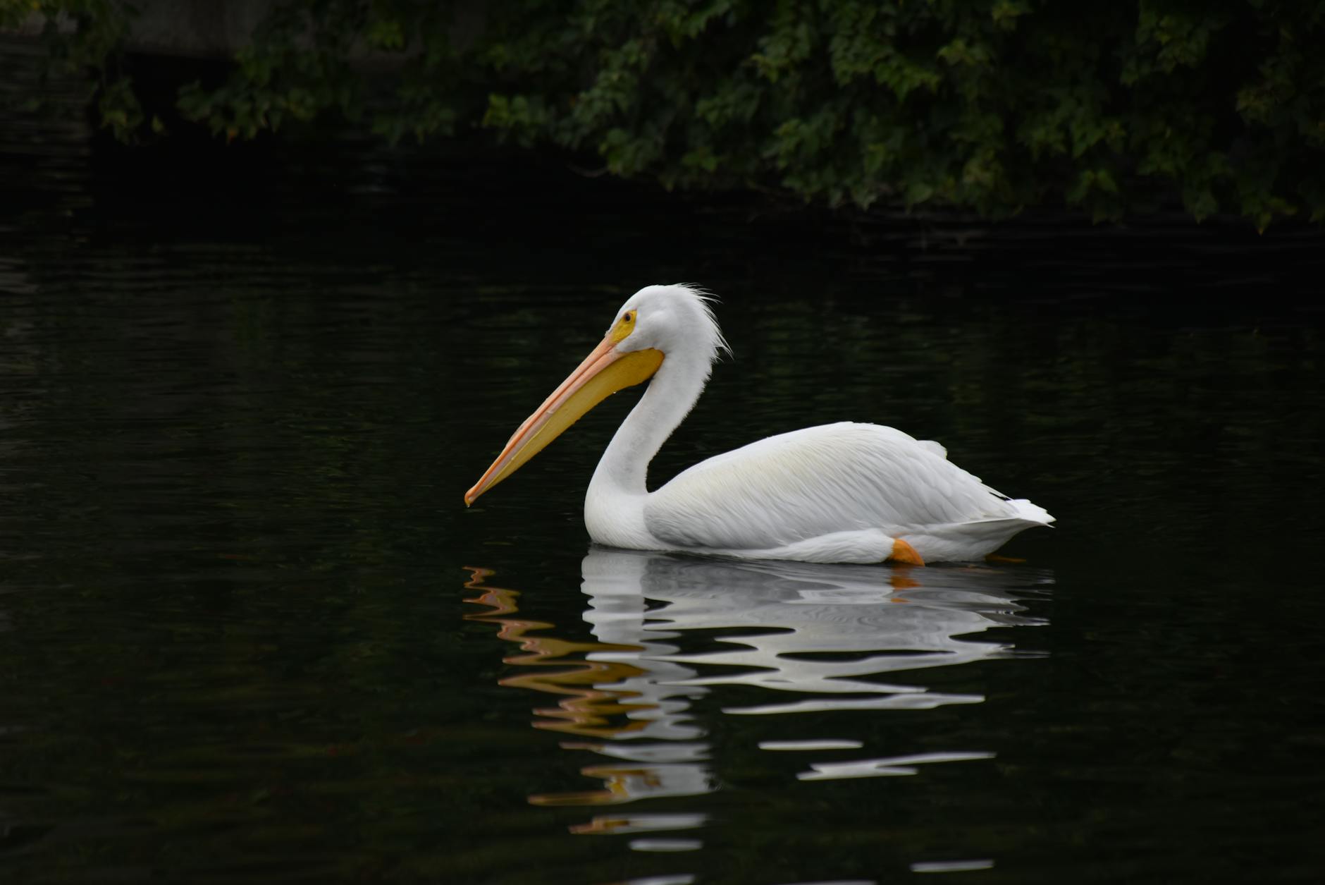 graceful white pelican gliding on water in los angeles