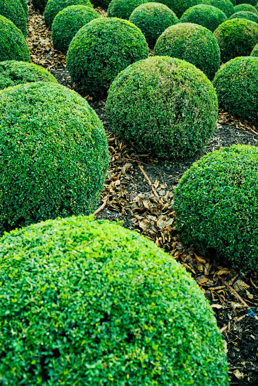 photograph of green bushes