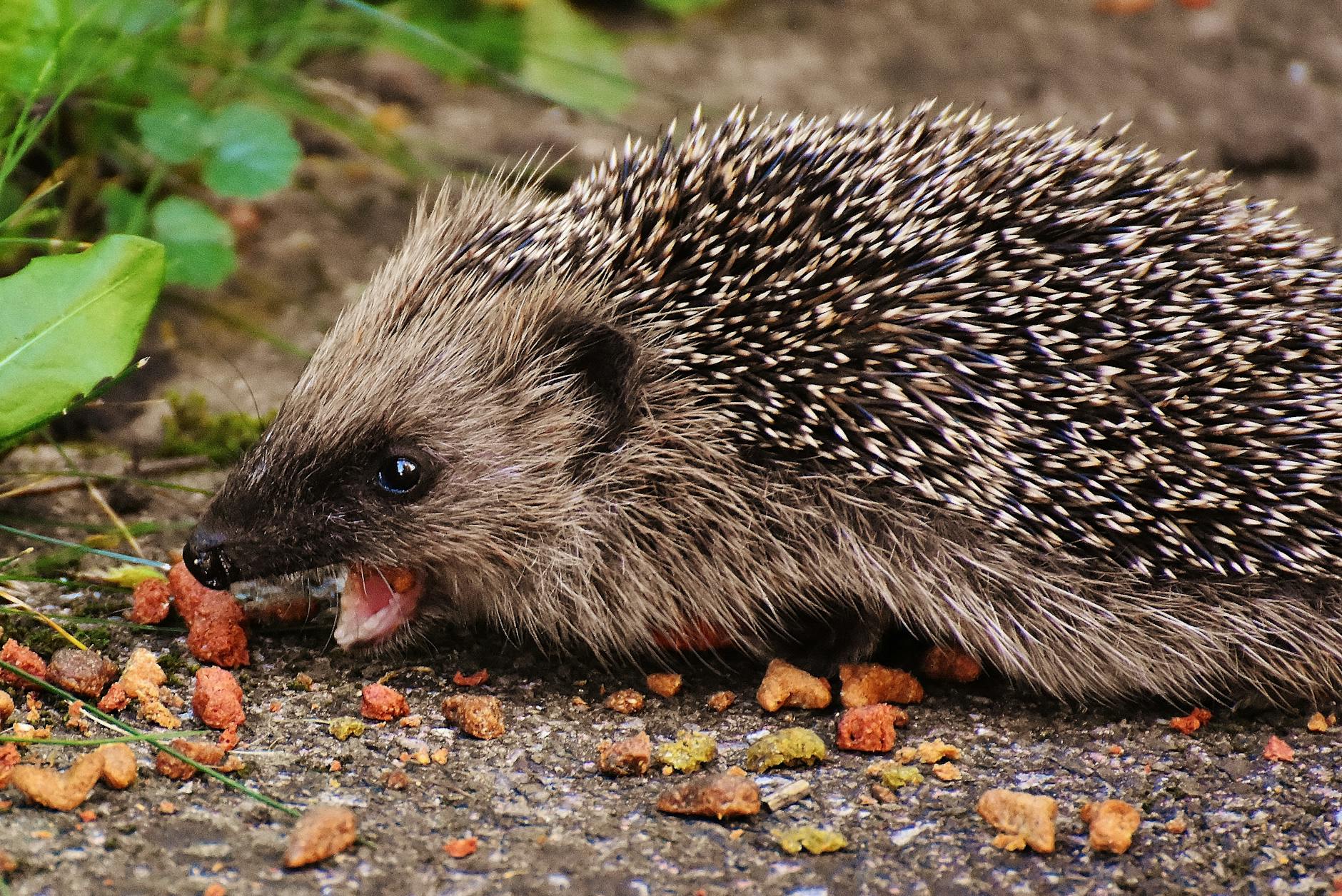 brown hedgehog