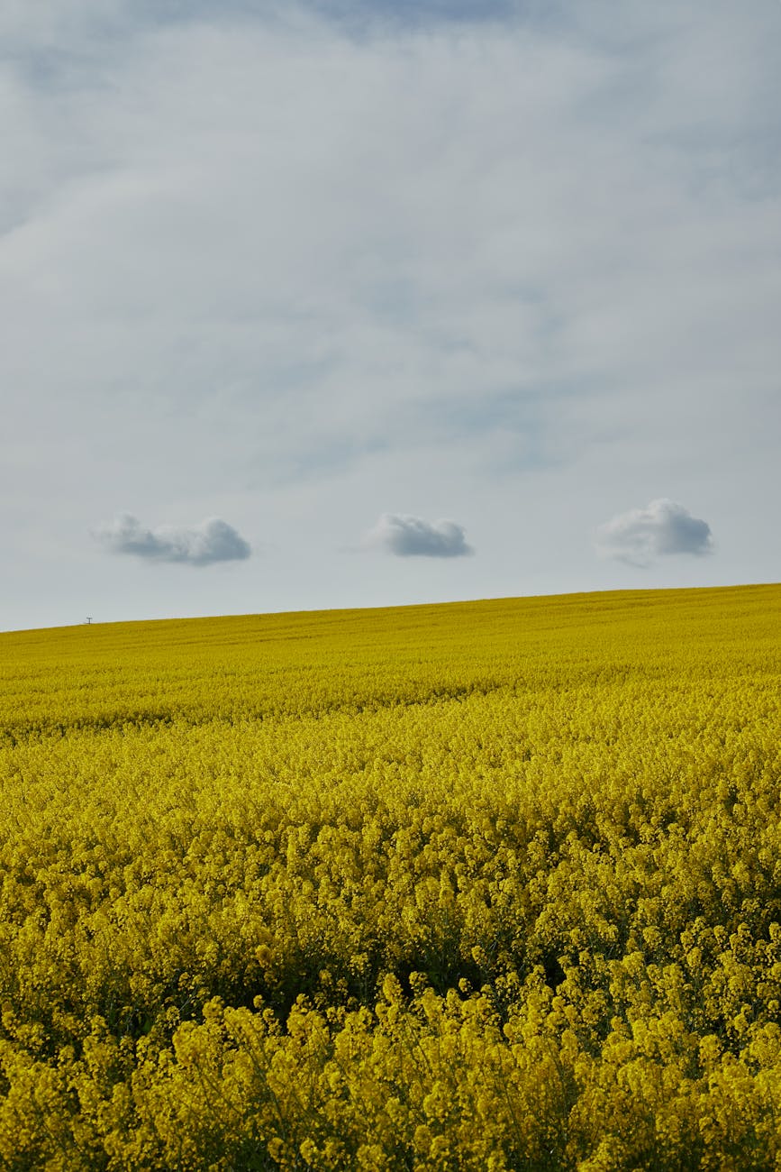 bright yellow canola field under cloudy sky