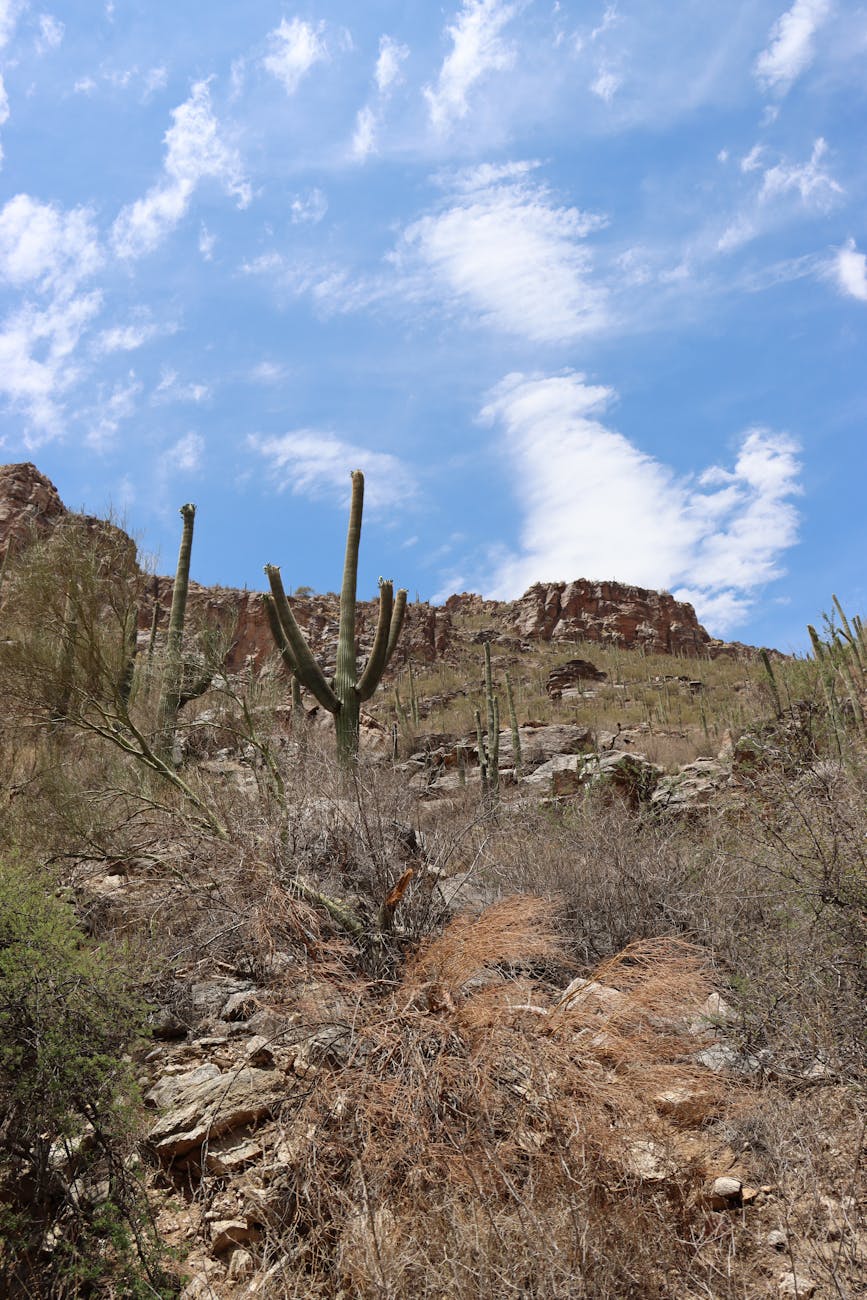 saguaro cacti in tucson desert landscape