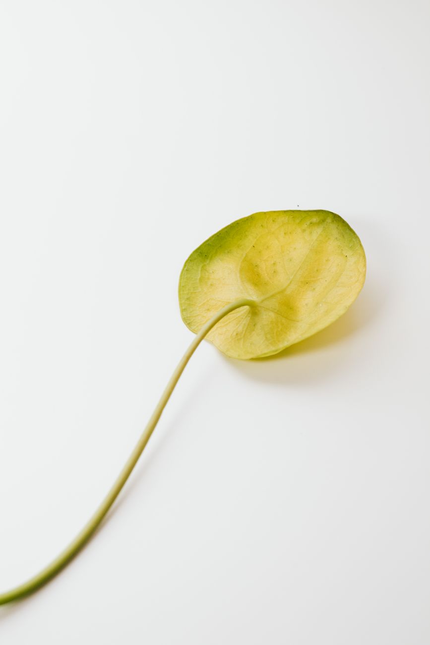 wilted pilea leaf