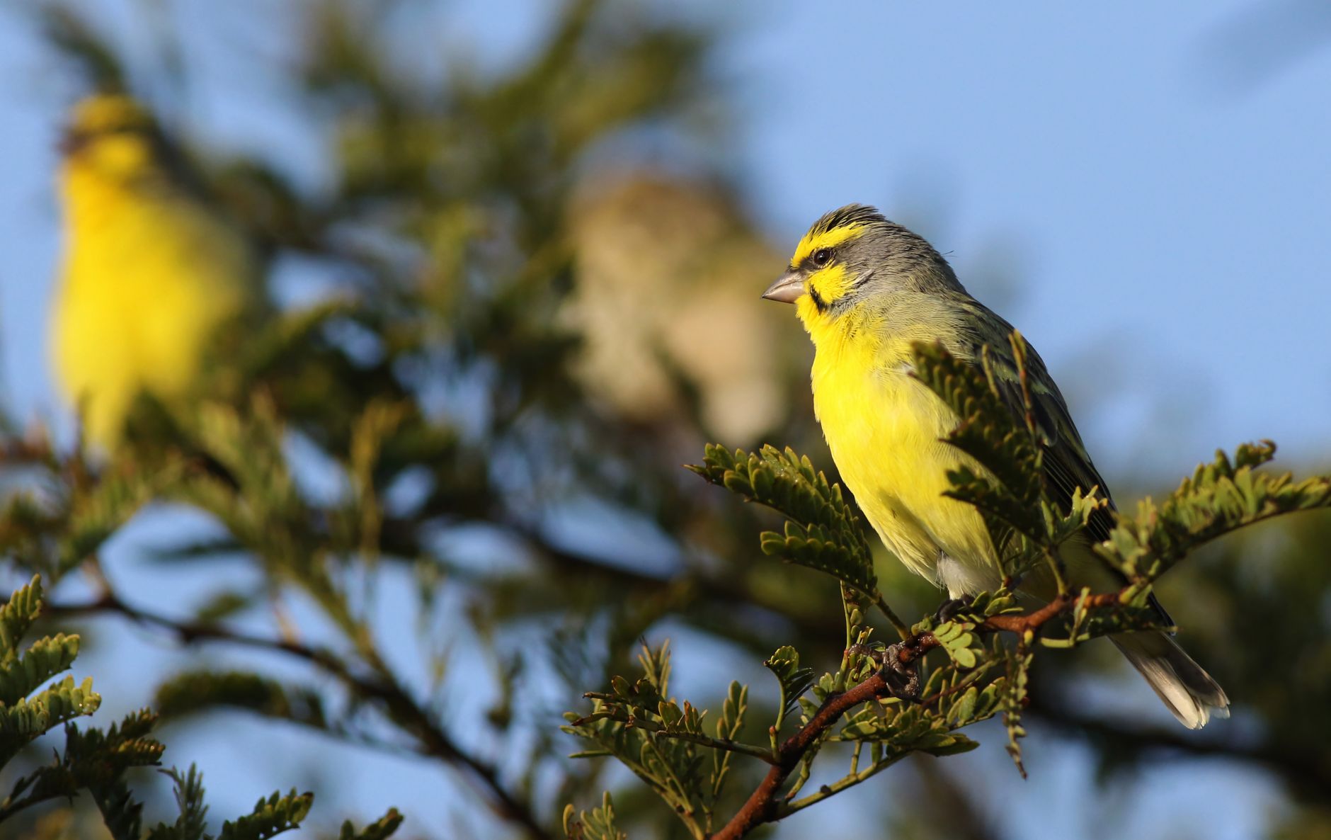 yellow fronted canary perched on branch in sunlight