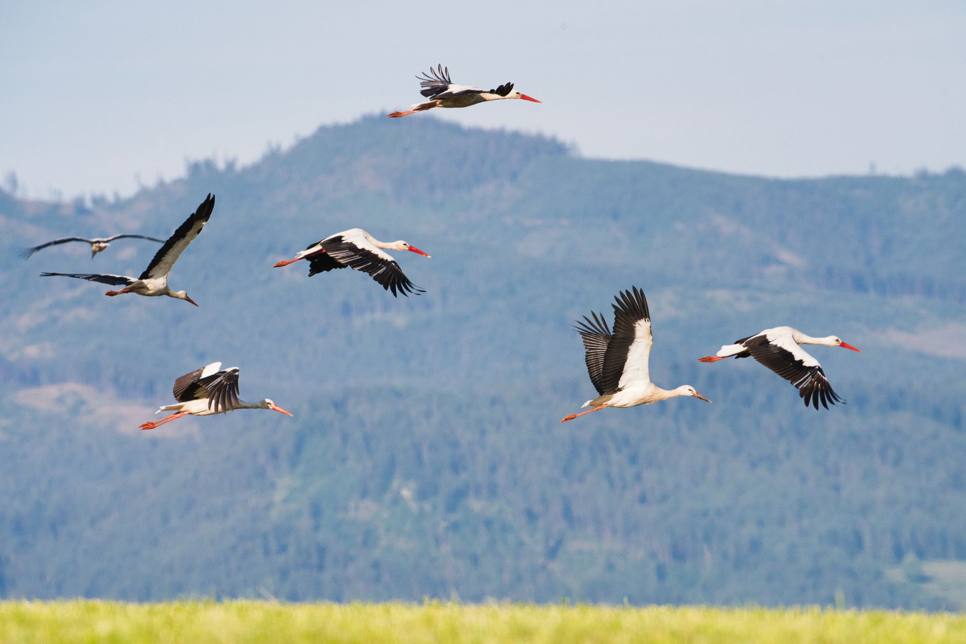white storks in flight over poprad s scenic landscape